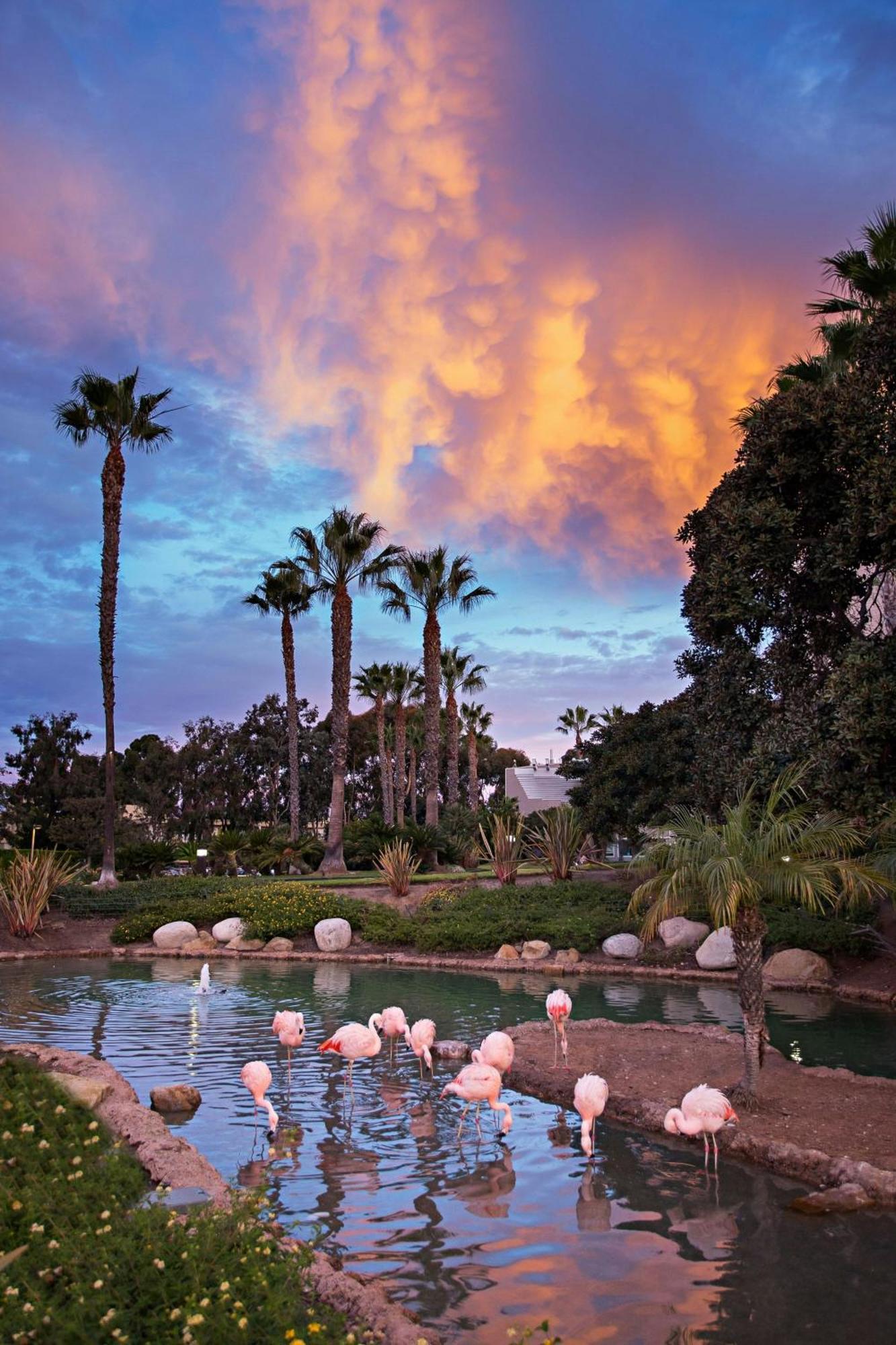 סן דייגו Coronado Island Marriott Resort & Spa מראה חיצוני תמונה